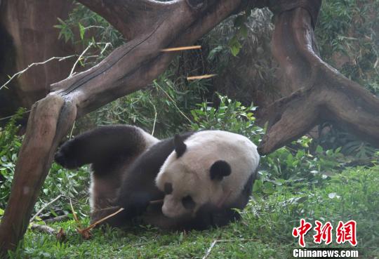 D顰似(c)L z