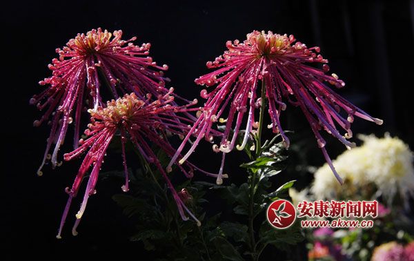 2ջʒɪL(fng)Џ׌c(din)ļ(ji)ˎ׷͜ɫջ_ûF(tun)\ء涷G׌pĐĿĕ