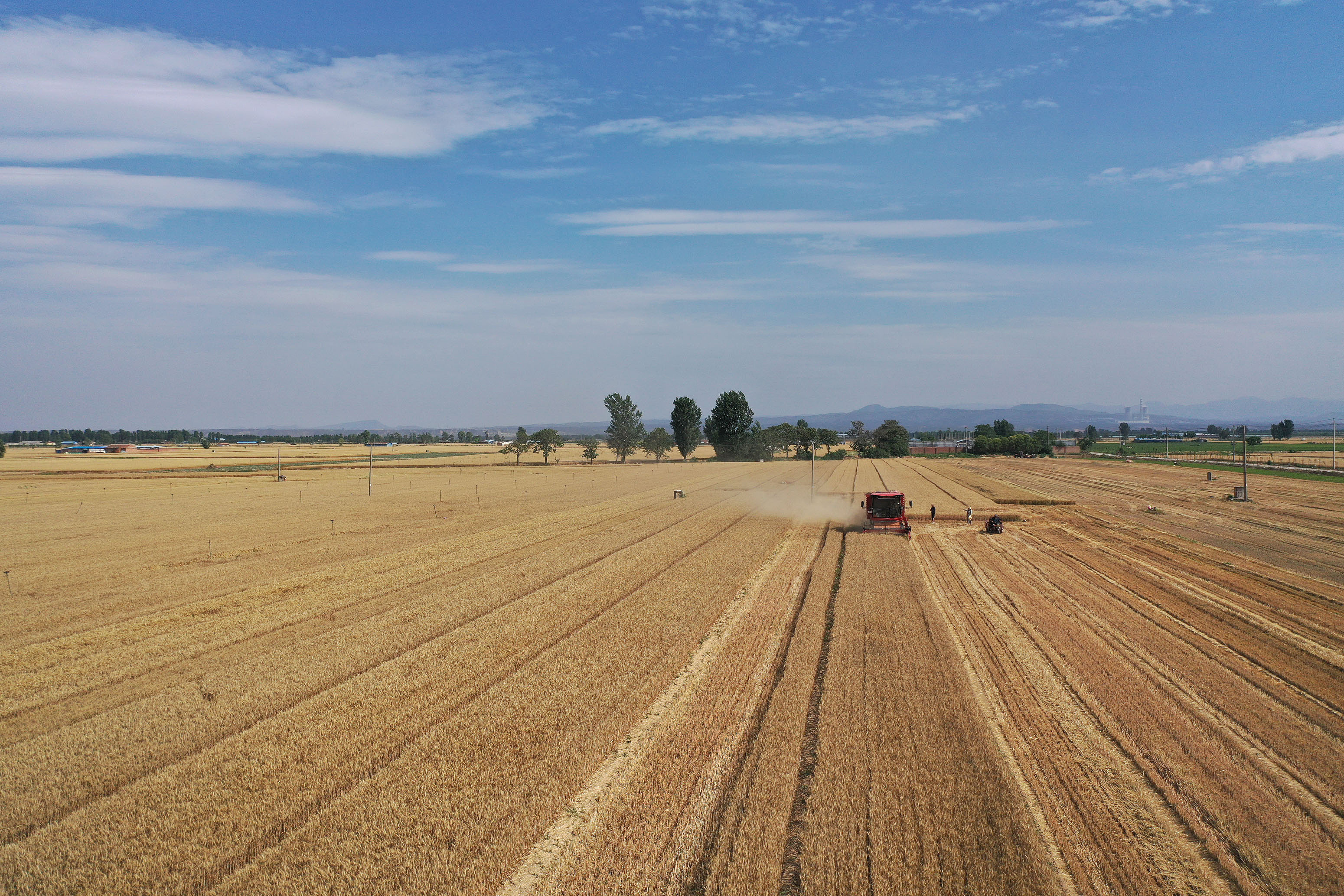 2025年6月3日，河南焦作，溫縣黃河街道灘王莊村農(nóng)民駕駛收割機(jī)收獲小麥。